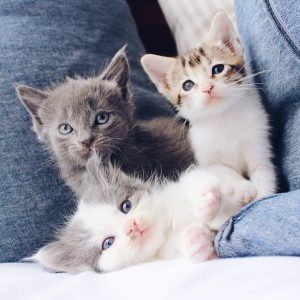 three baby kittens