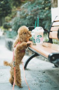 poodle sniffing starbucks cups
