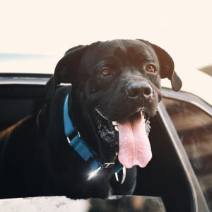 Black Lab out car window