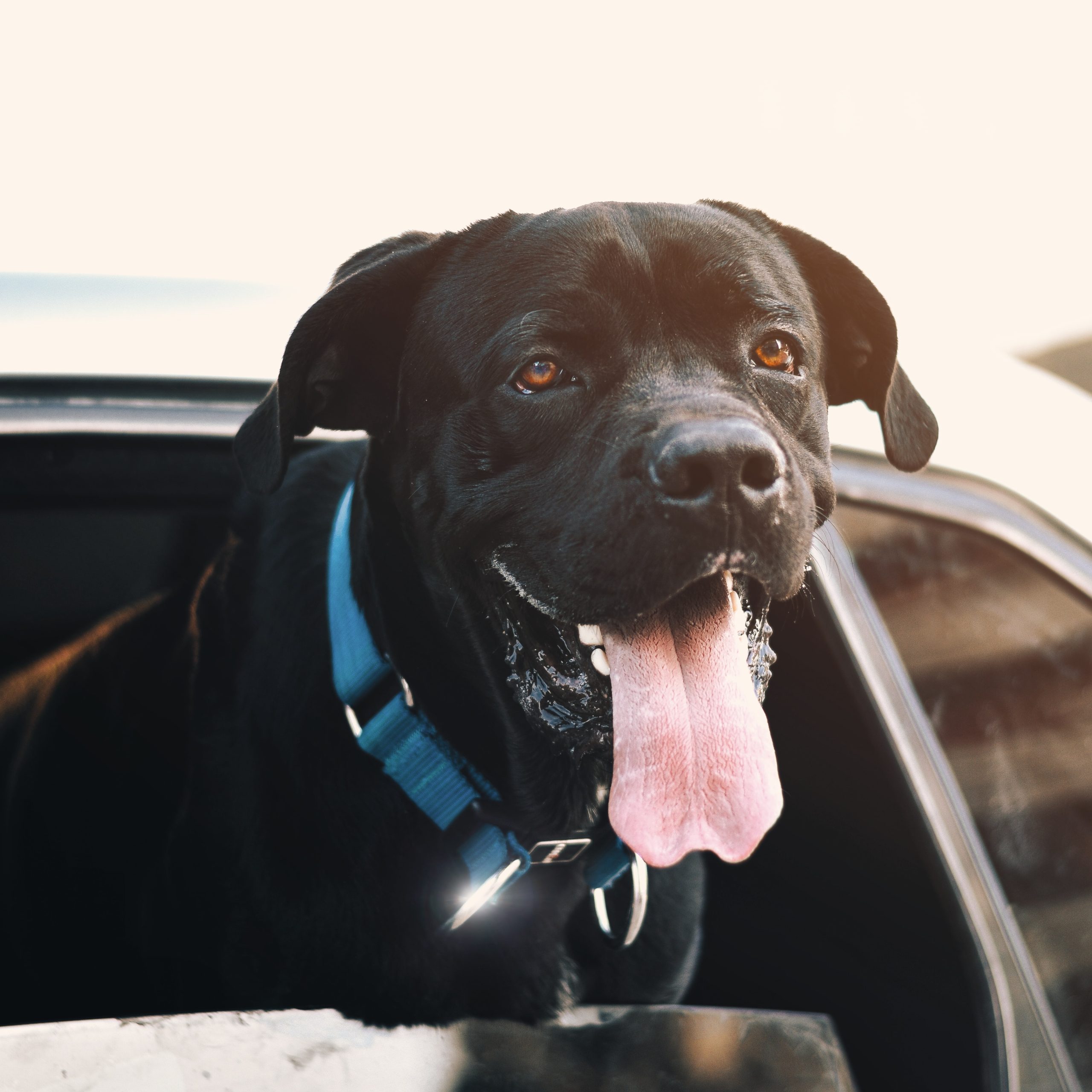 How to Prevent Car Sickness in Dogs