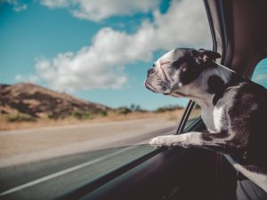 Funny Dog out Car window