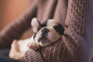 french bulldog puppy sleeps