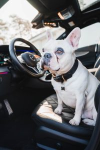 White Frenchie in Drivers Seat