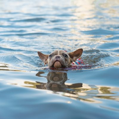 Top 5 Ways to Help Your Pets Beat the Heat