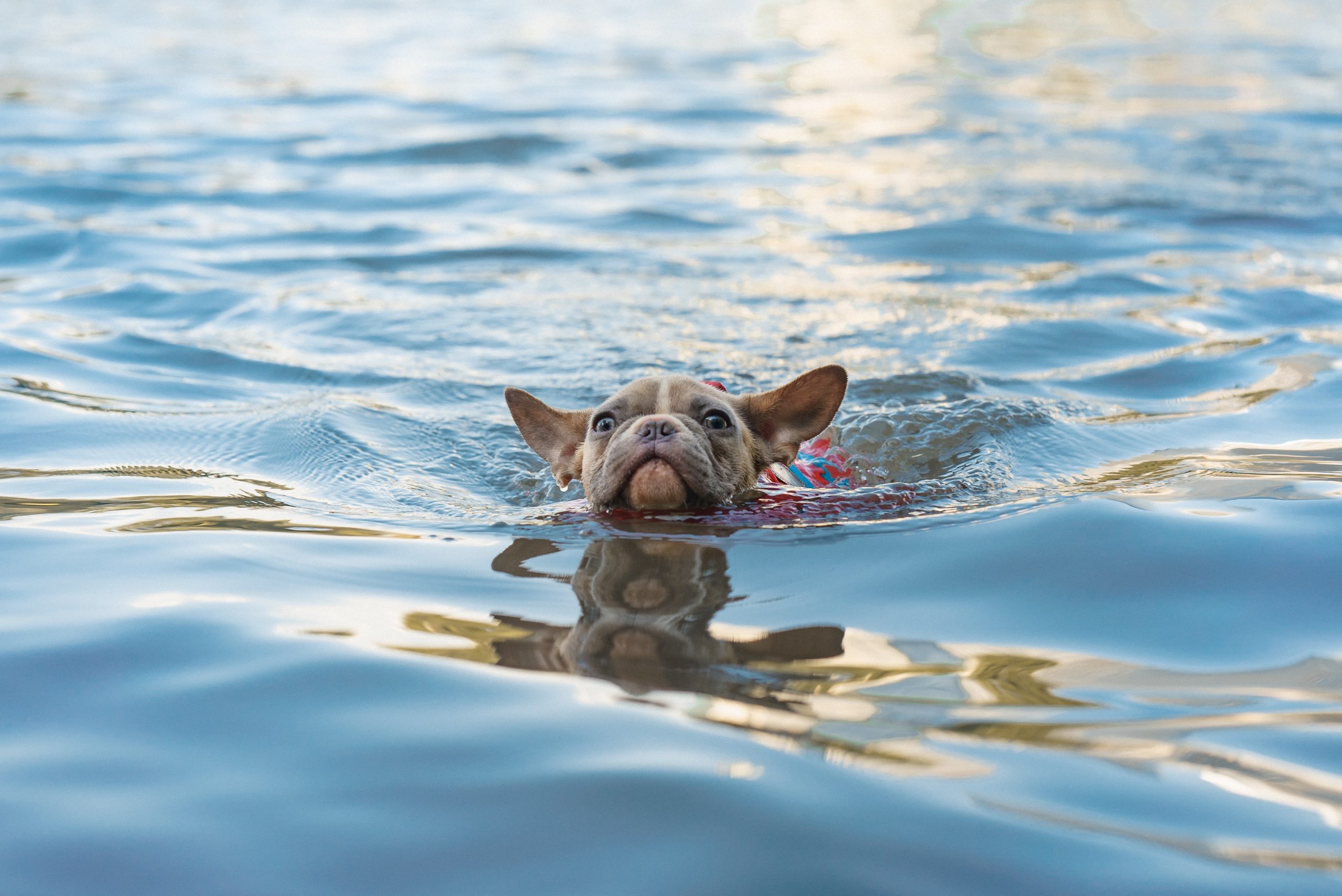 Top 5 Ways to Help Your Pets Beat the Heat