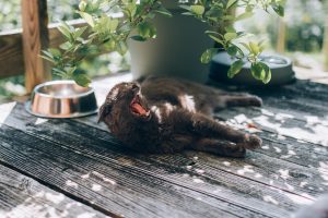 cat yawning on porch