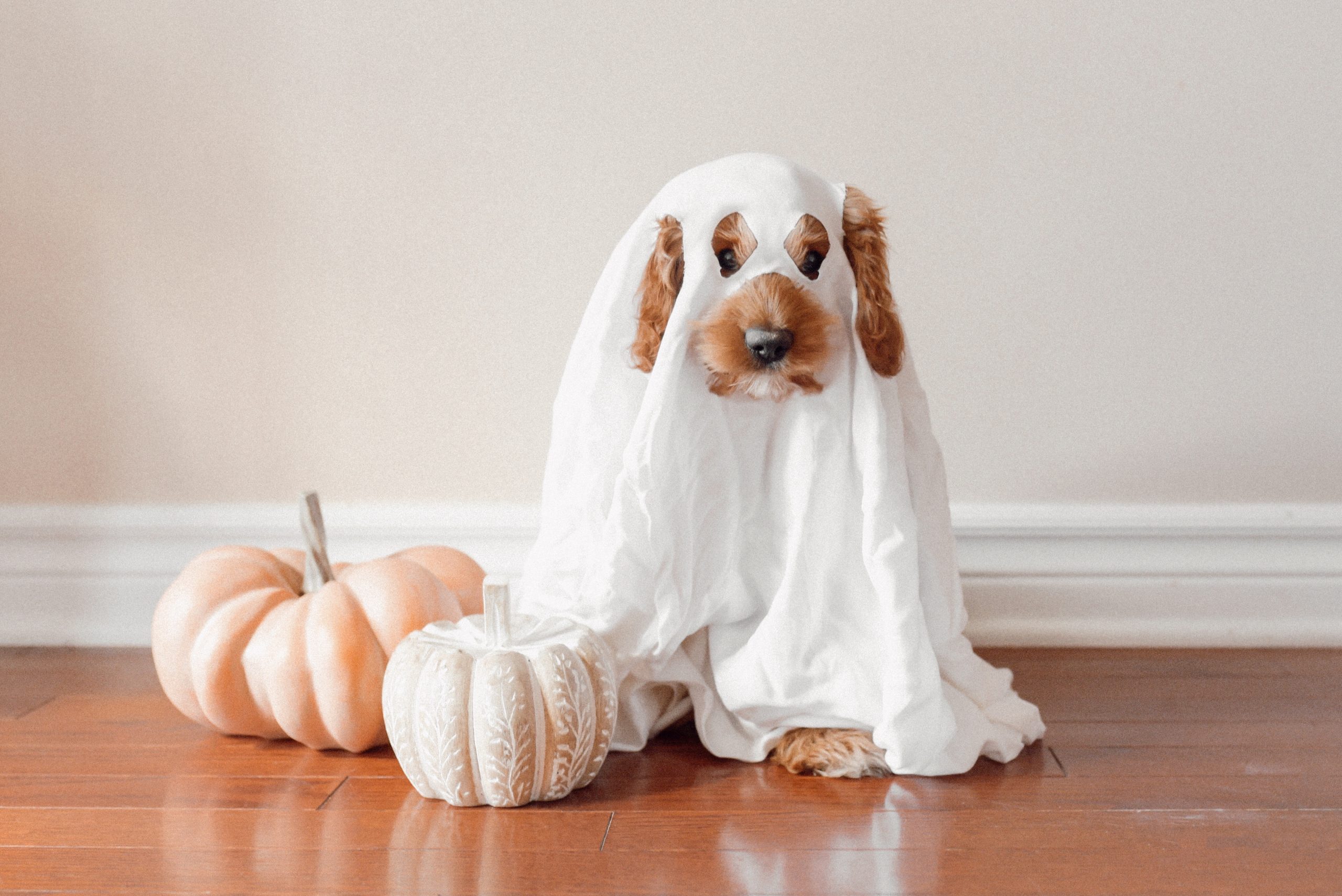 Spooky Pet Safety