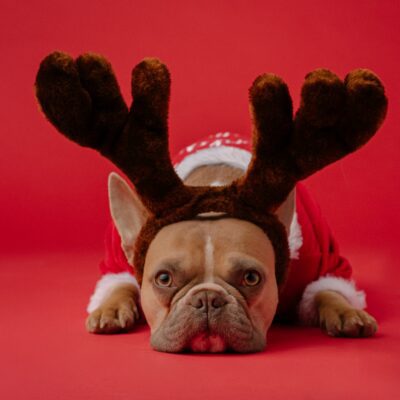 10 Howl-iday Gift Ideas