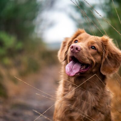 Benefits of Probiotics for Your Pets