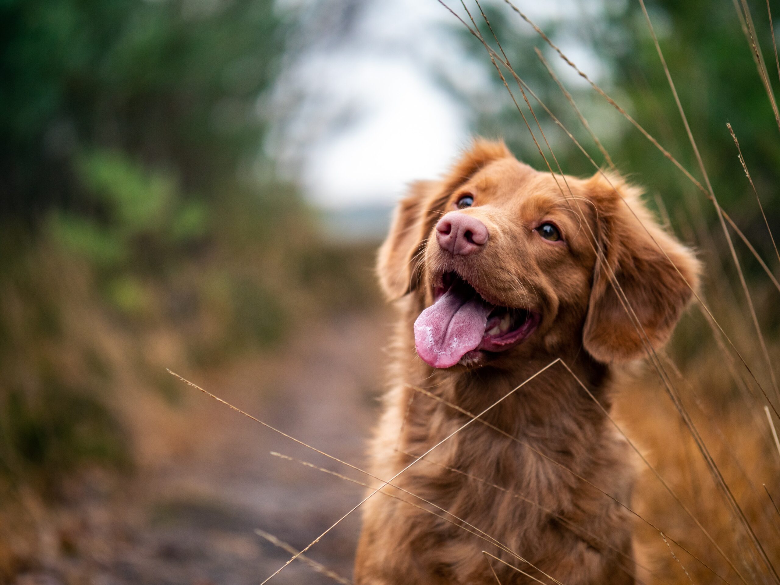 Benefits of Probiotics for Your Pets