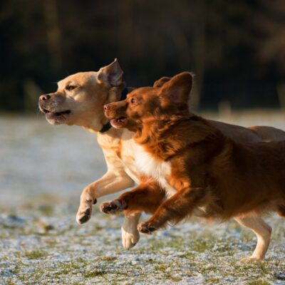 What are Dog Zoomies?