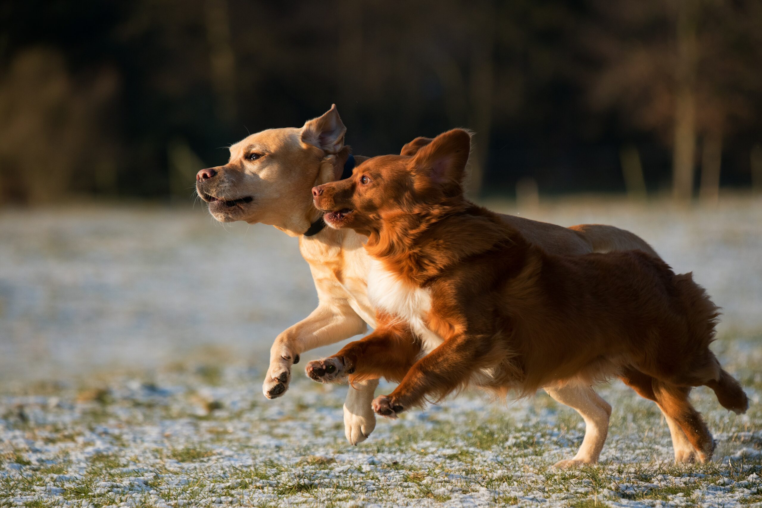 how do i stop my dog from getting zoomies