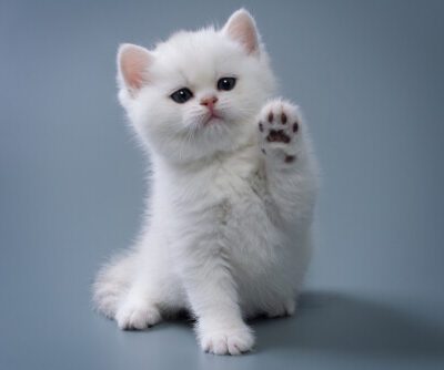 The Cat Owner's Safety Guide: Keeping Your Feline Friend Safe and Happy