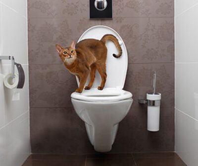 The Evolution of Litter Boxes: New Ingenious Designs