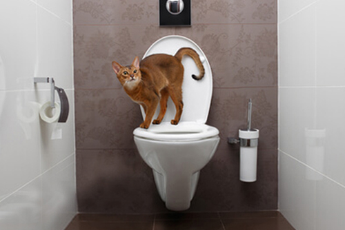 The Evolution of Litter Boxes: New Ingenious Designs