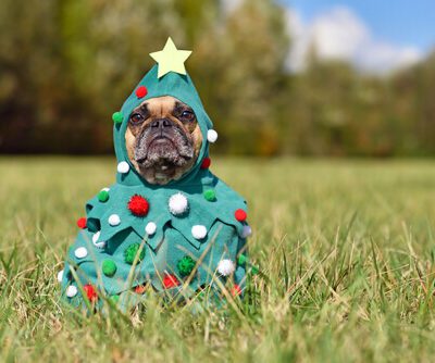 Celebrating the Holidays with Our Furry Friends!