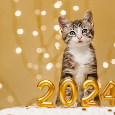 New Year, New Looks! Our Latest Pet Product Innovations