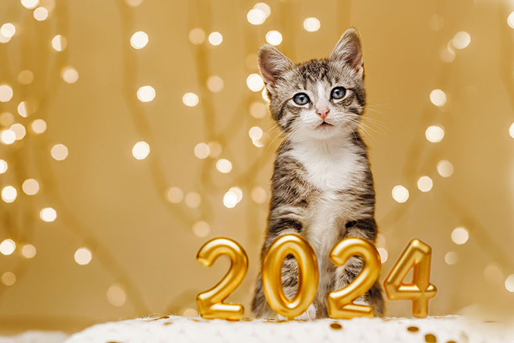 New Year, New Looks! Our Latest Pet Product Innovations