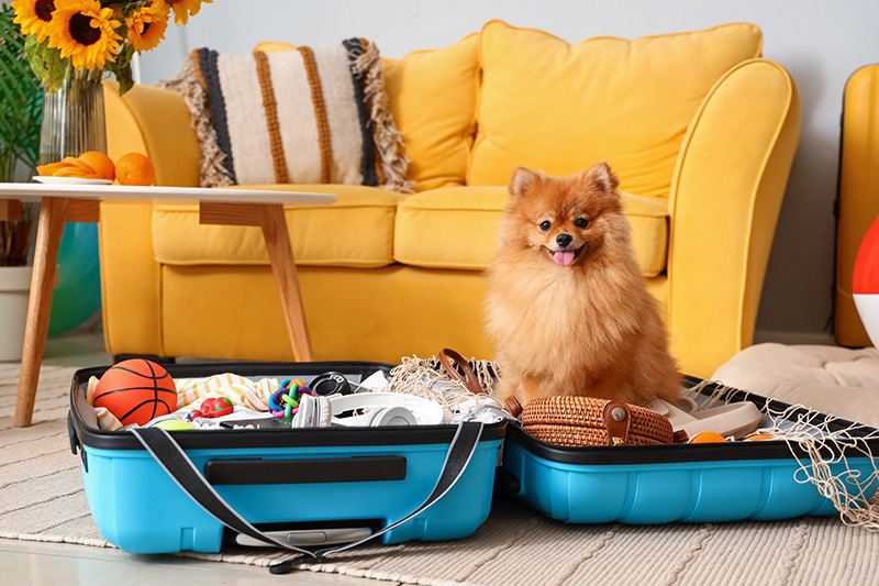 10 Ways to Travel Easily With Your Cat or Dog