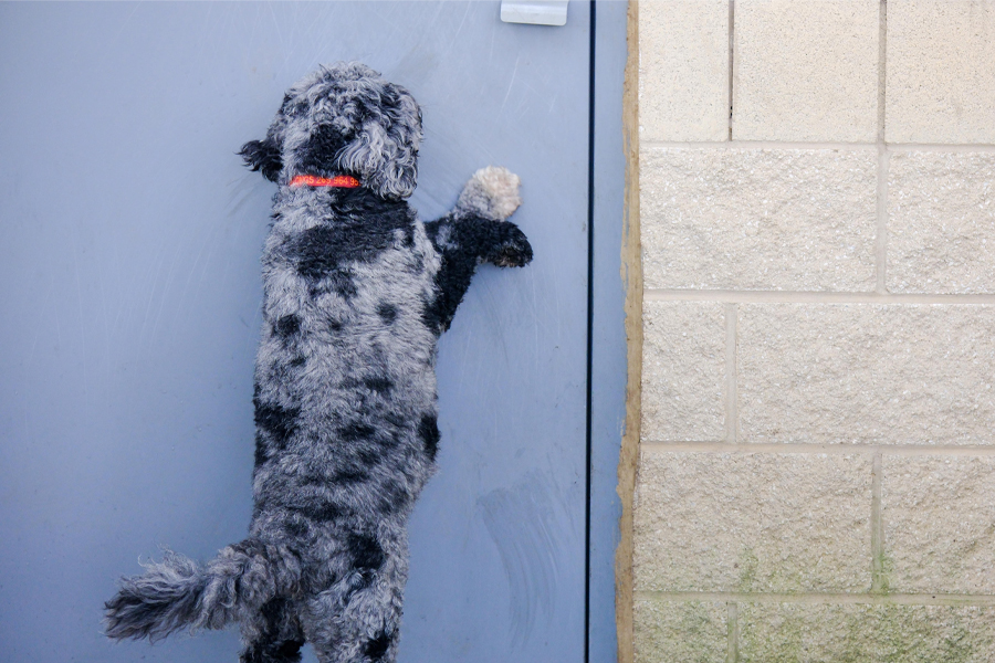 How to Stop a Dog Scratching at the Door: Effective Tips Today