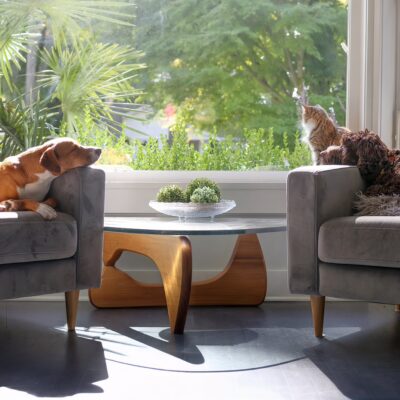 Keep Your Pets Inside and Cool with Fun Indoor Activities