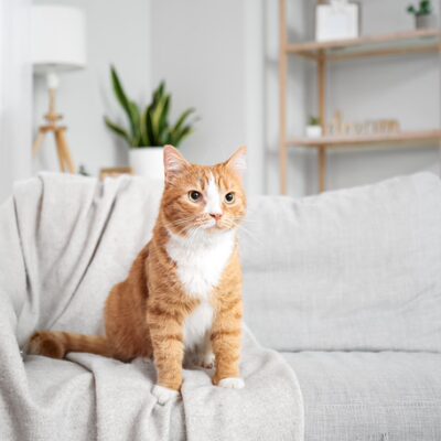 The Nine Lives of Design | Adapting Your Home for Kittens, Adults, and Senior Cats