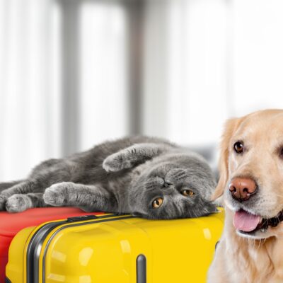 Mastering Holiday Travel With Pets: A Comprehensive Guide to Stress-Free Journeys