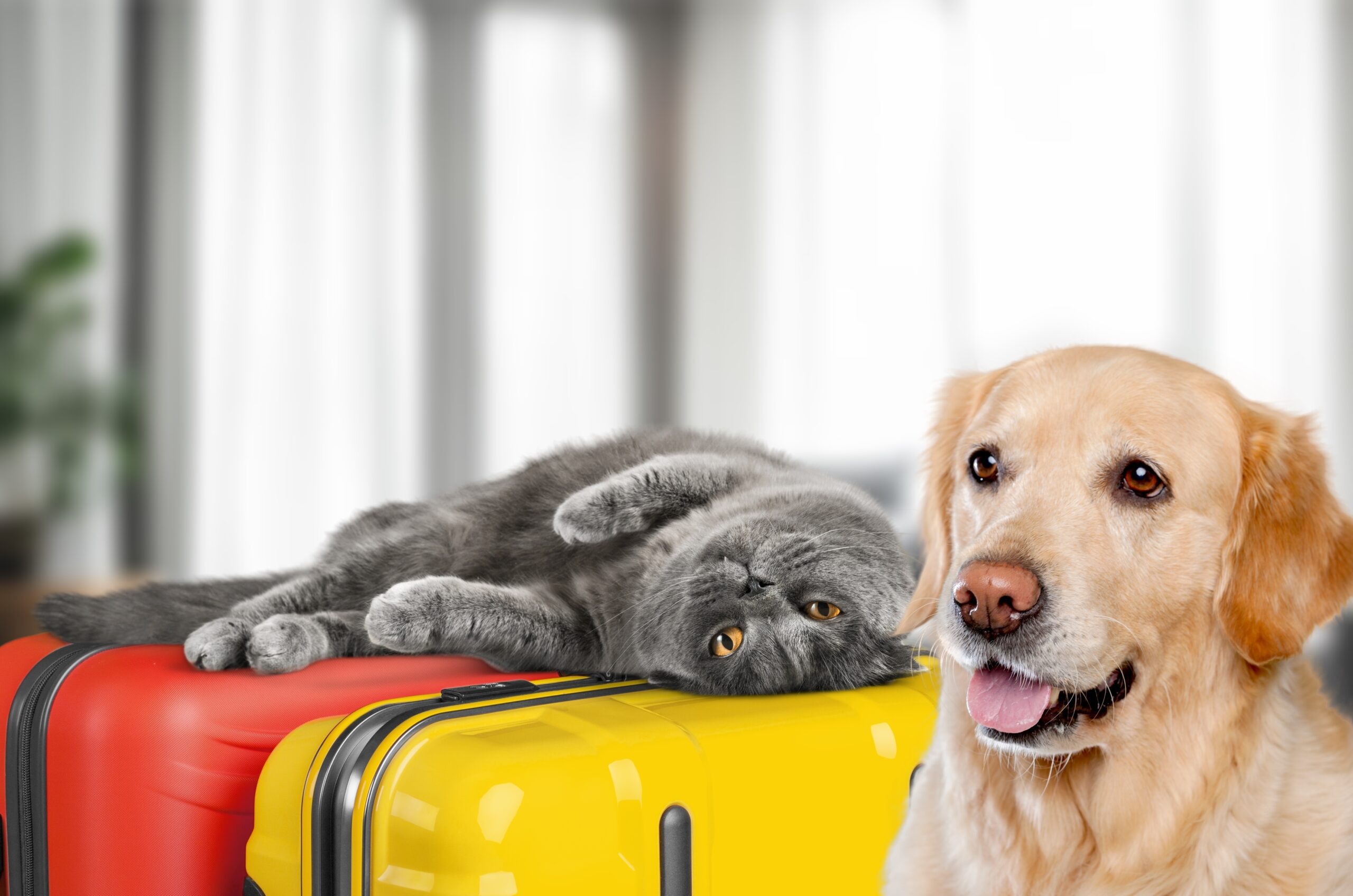 Mastering Holiday Travel With Pets: A Comprehensive Guide to Stress-Free Journeys