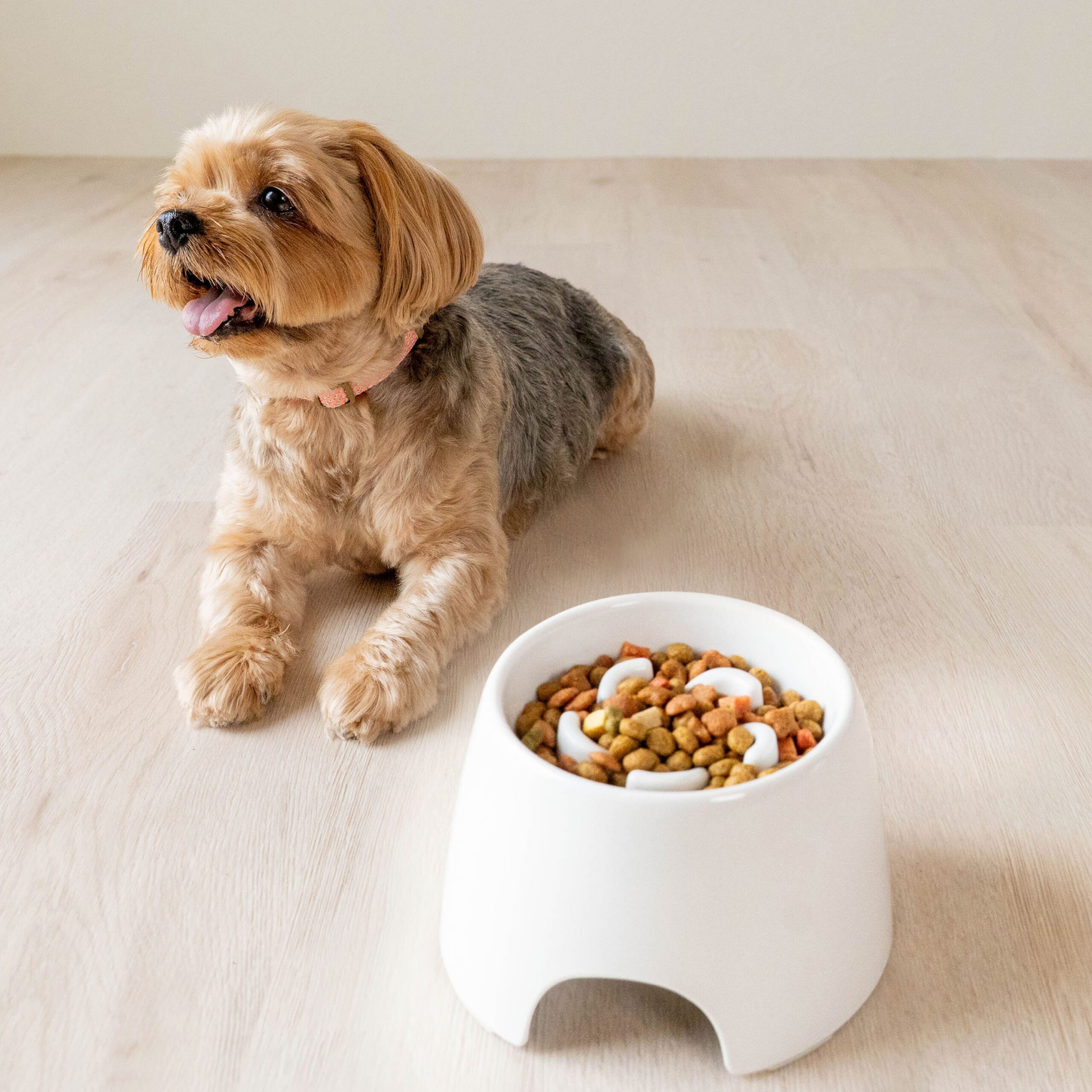Fast Eating Can Be Bad for Your Pet — But the Right Bowl Can Help