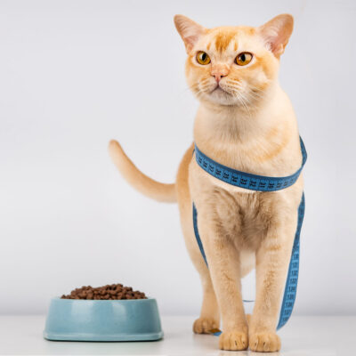 Portion Control for Pets:  How Overfeeding Impacts Weight, Energy and Joint Health