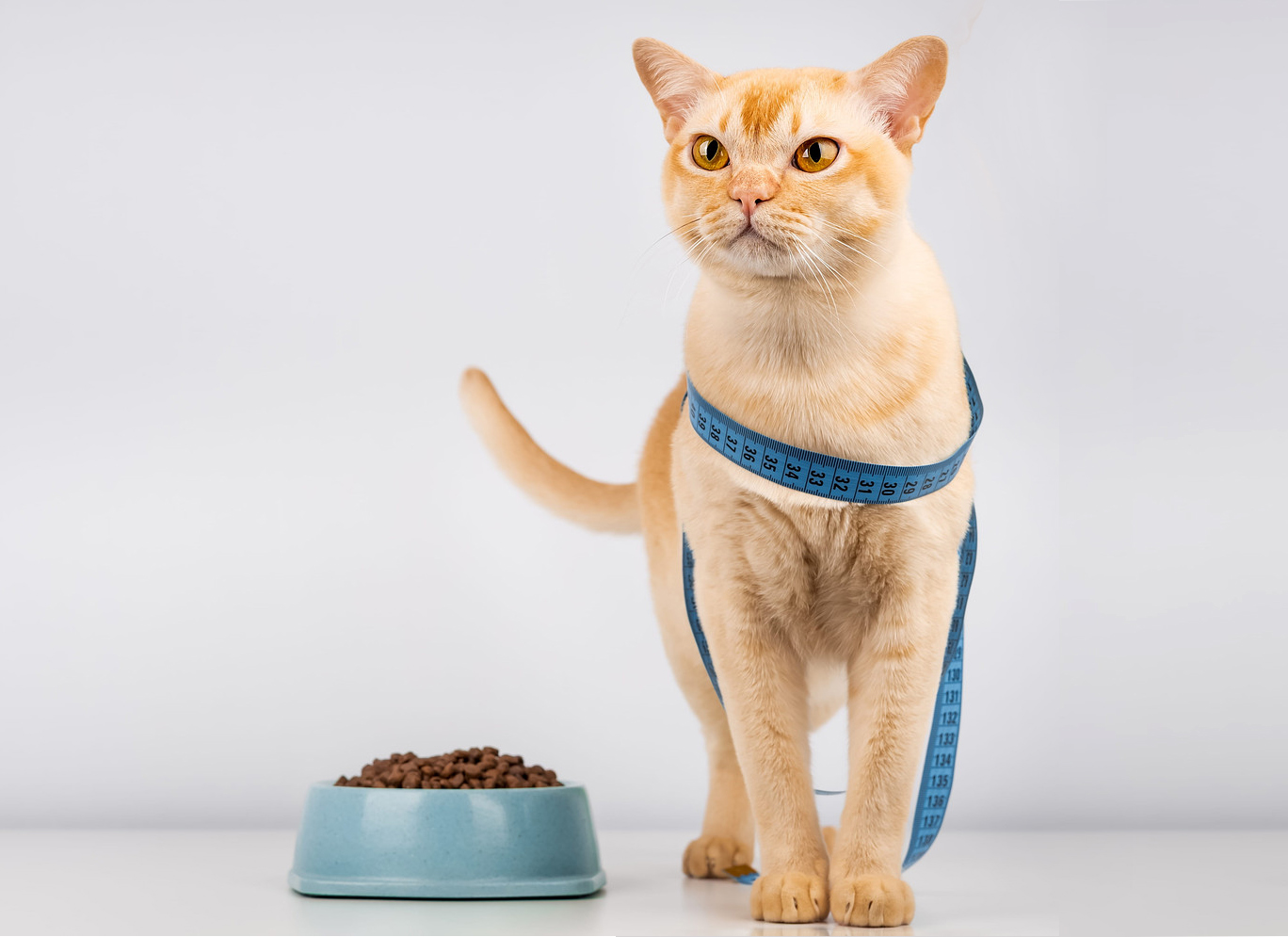 Portion Control for Pets:  How Overfeeding Impacts Weight, Energy and Joint Health