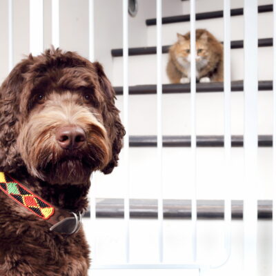 Creating Safe Spaces for Active Pets: Using Gates and Crates for Training & Recovery