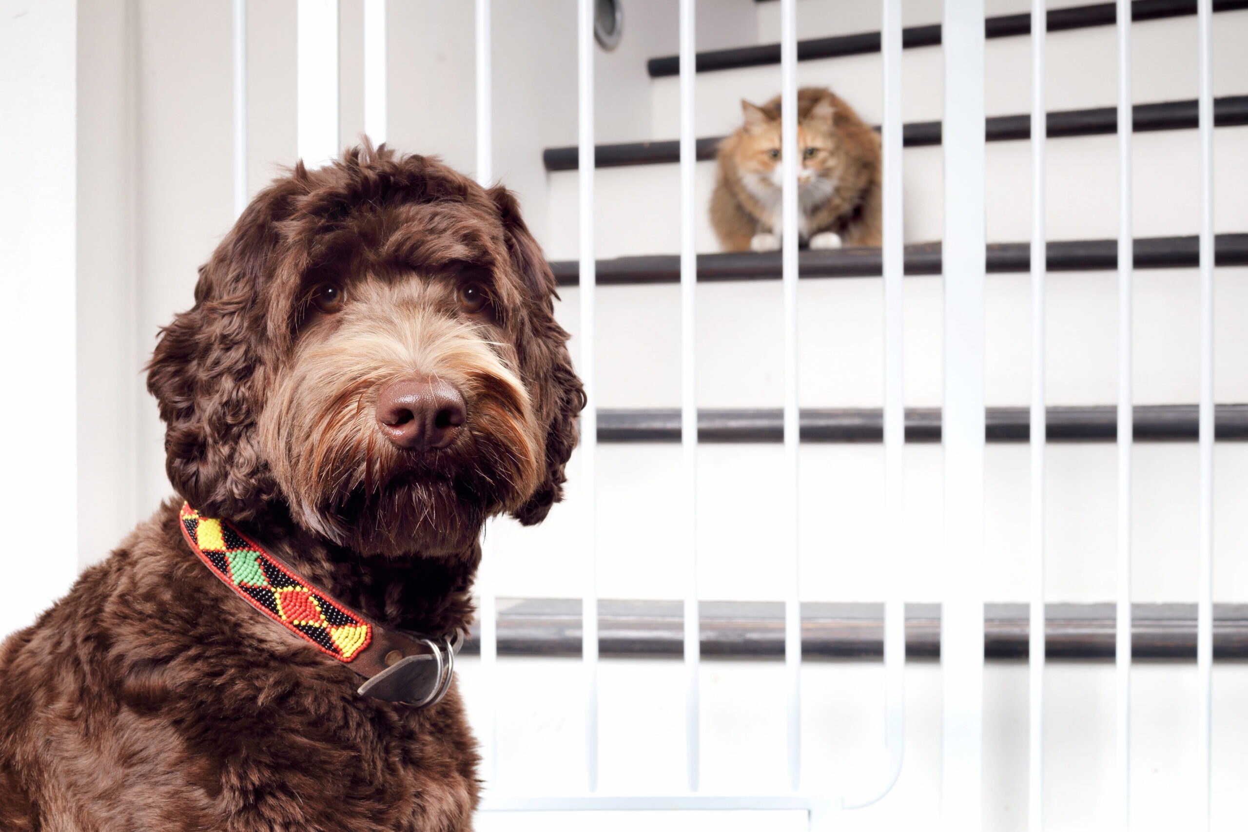 Creating Safe Spaces for Active Pets: Using Gates and Crates for Training & Recovery