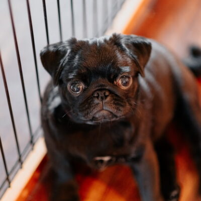 Managing High-Energy Dogs | How Indoor-Outdoor Pet Gates Can Transform Your Home