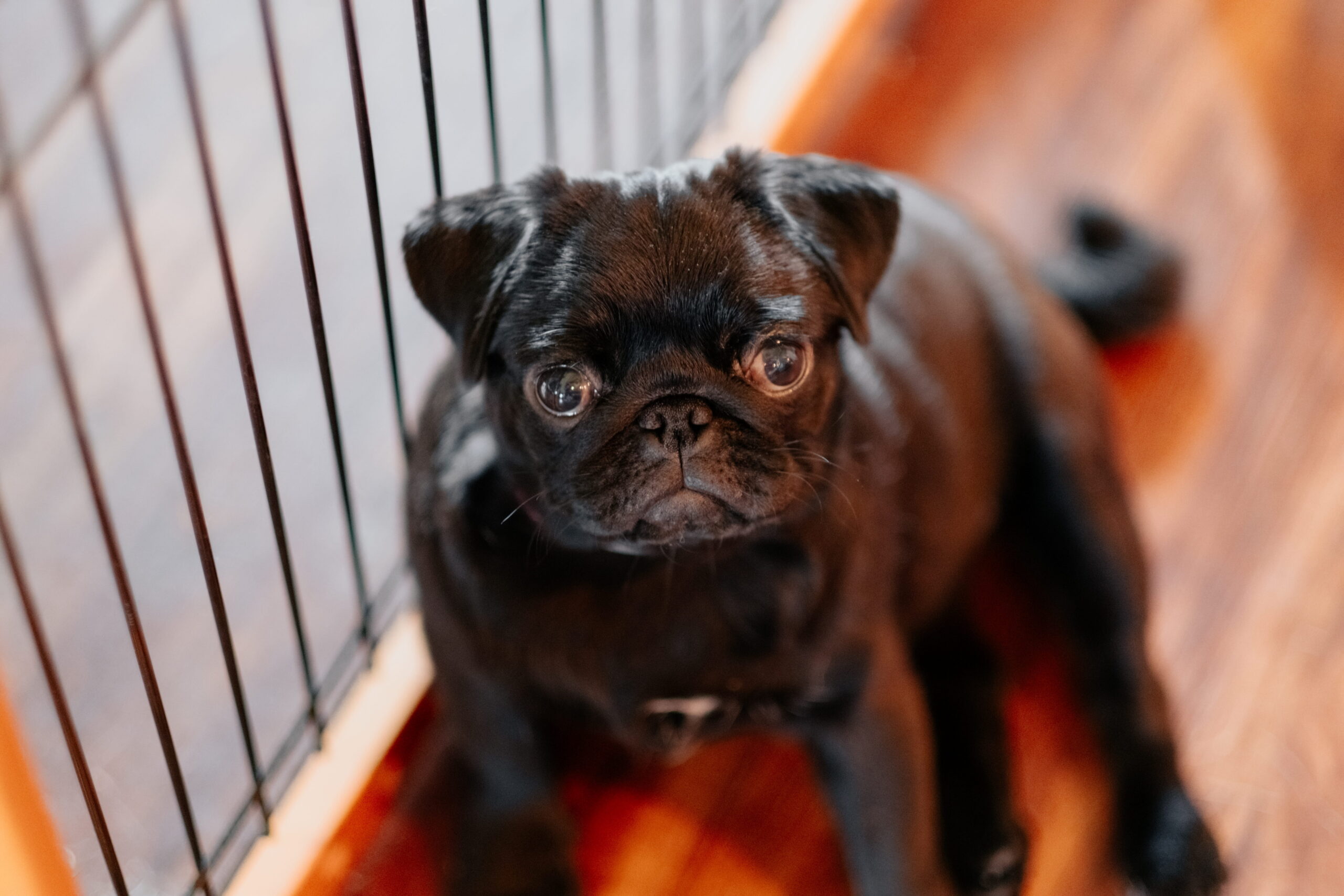 Managing High-Energy Dogs | How Indoor-Outdoor Pet Gates Can Transform Your Home