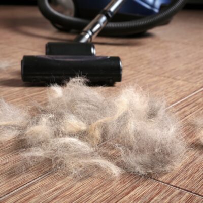 Cat Cleaning Tips for Summer | Keep Your Space Clean & Smell-Free