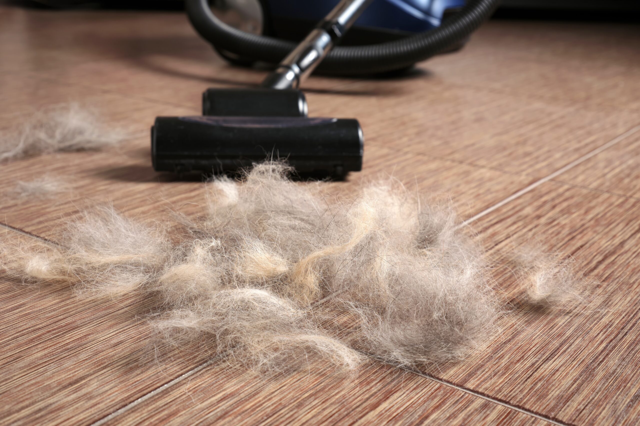 Cat Cleaning Tips for Summer | Keep Your Space Clean & Smell-Free